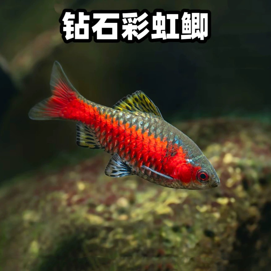 钻石彩虹鲫小型冷水淡水耐活观赏鱼耐寒耐养群游适合新手