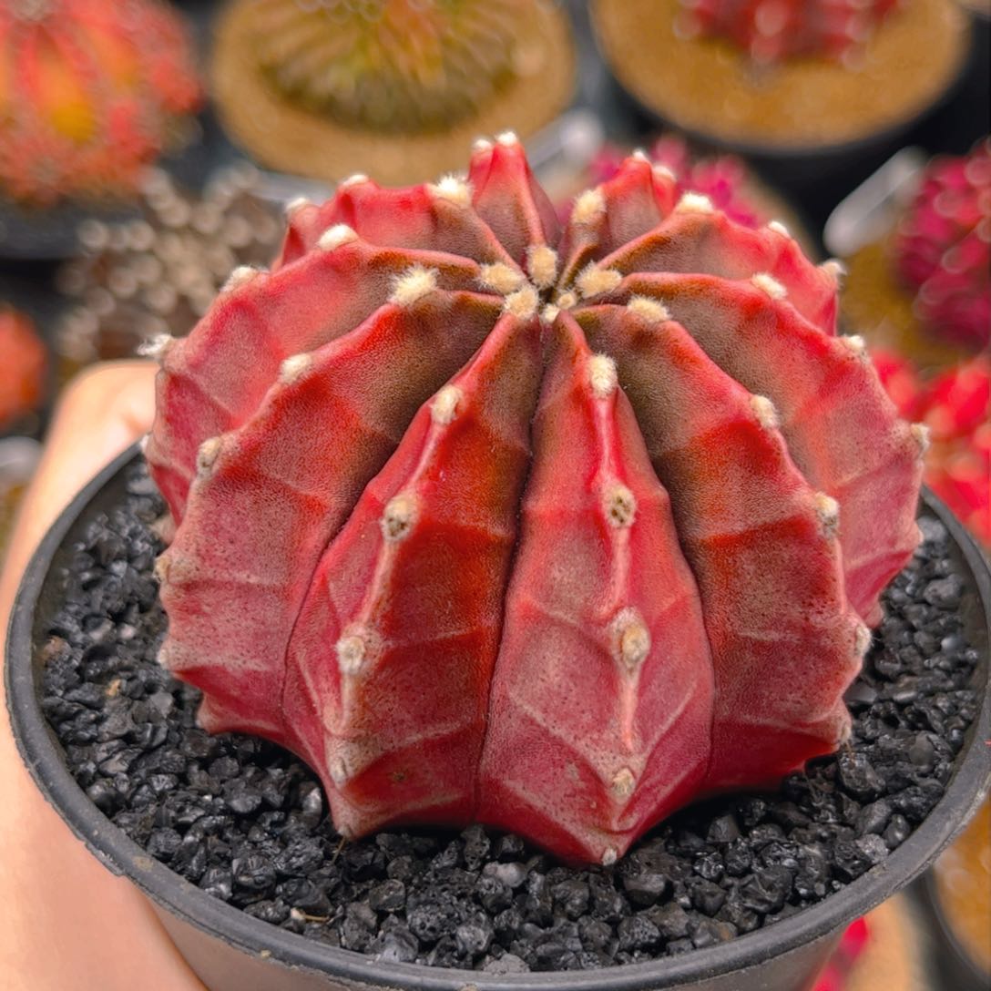 红皮大母本 米哈仙人球