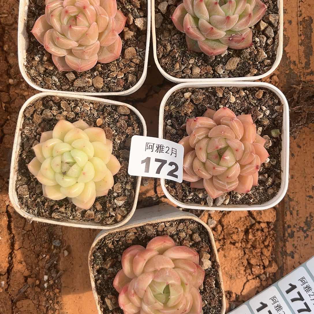 阿雅园艺。    172