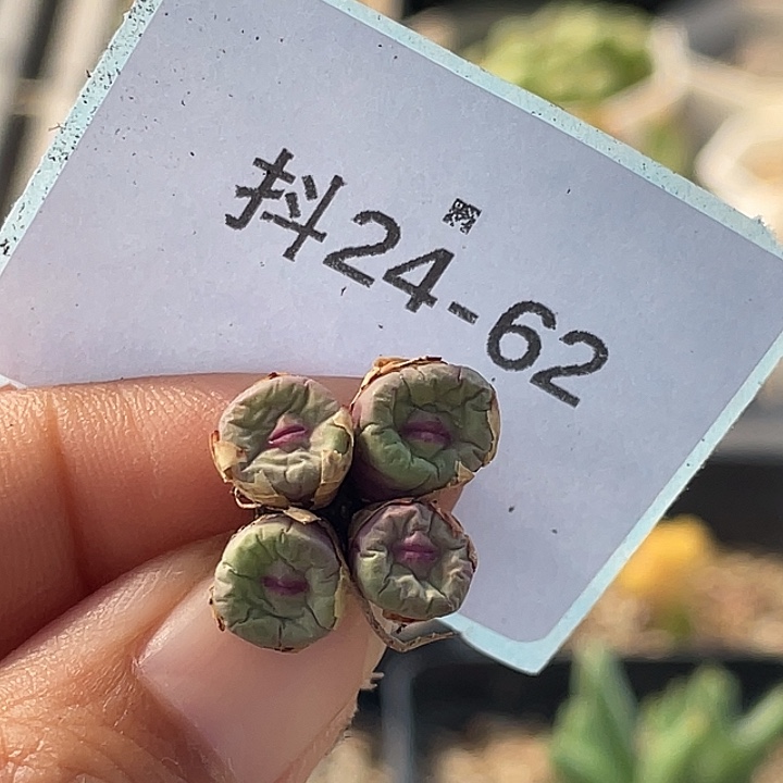 阳***宝24-62肉锥多肉植物