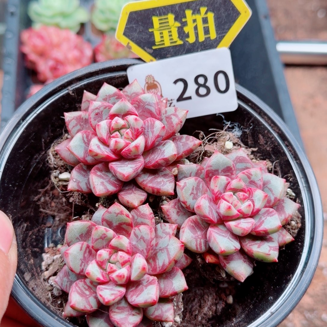 多肉植物多肉植物