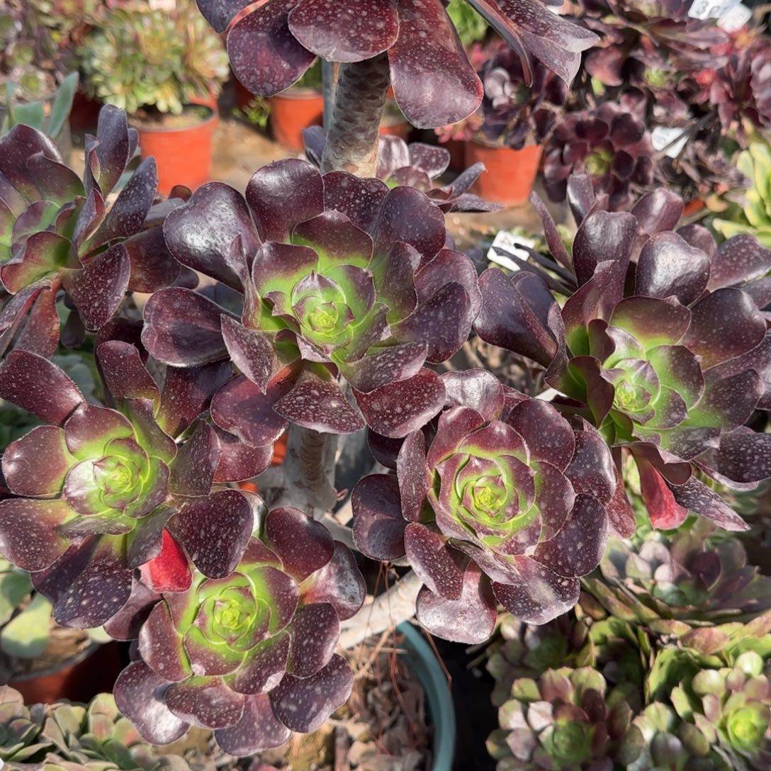 巫毒四年桩孤品包邮断枝不包