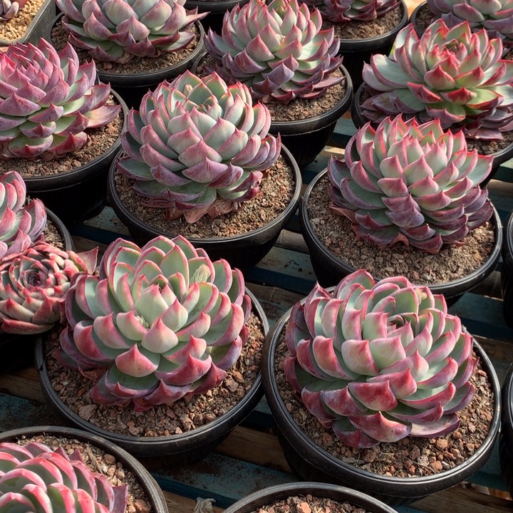 超大惊鸿仙子19.99两单包邮