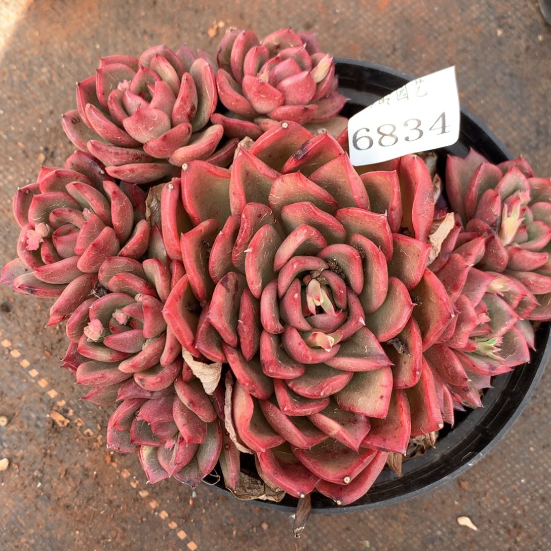 6834杂交多肉植物