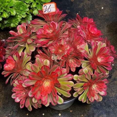 粉铜老桩多头法师26链接