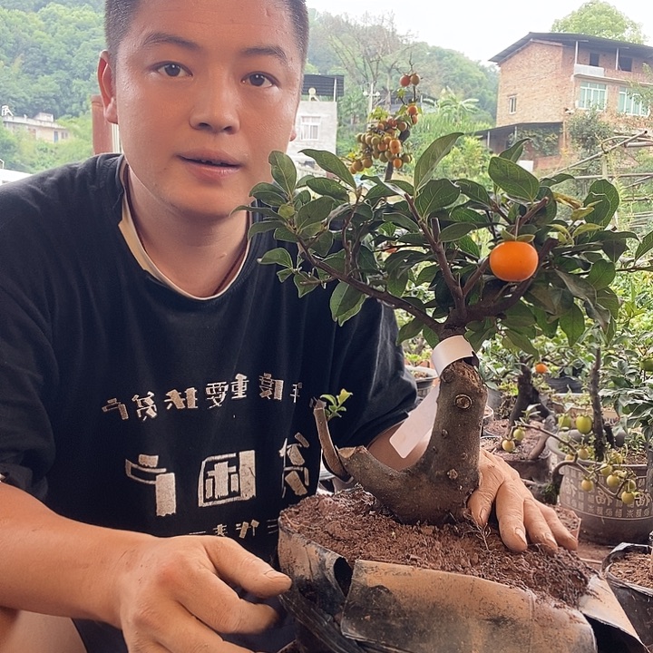 用***4金弹子盆景艺术作品