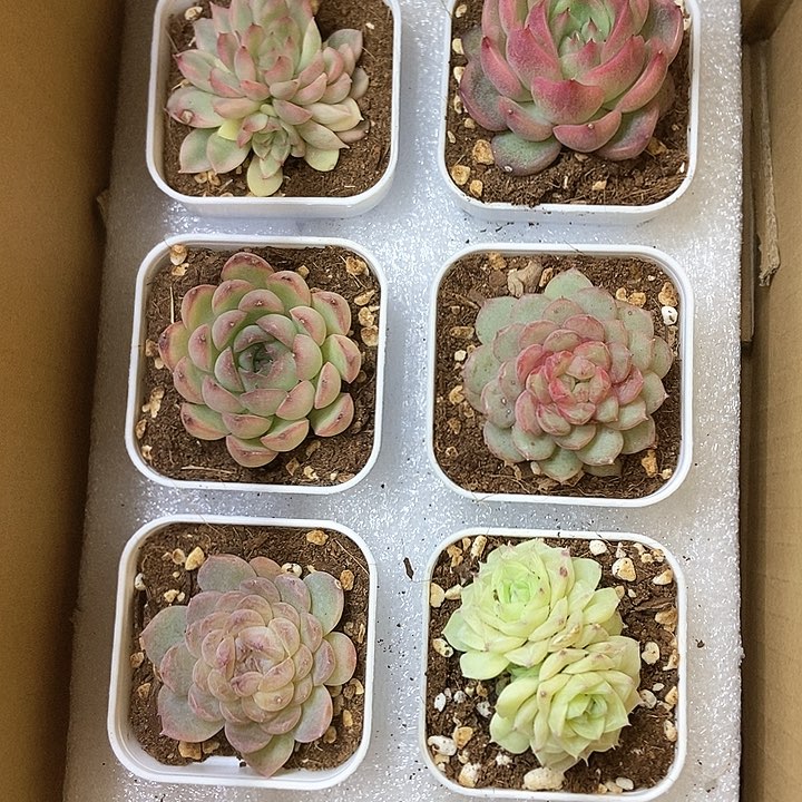 6颗一单包邮 3327