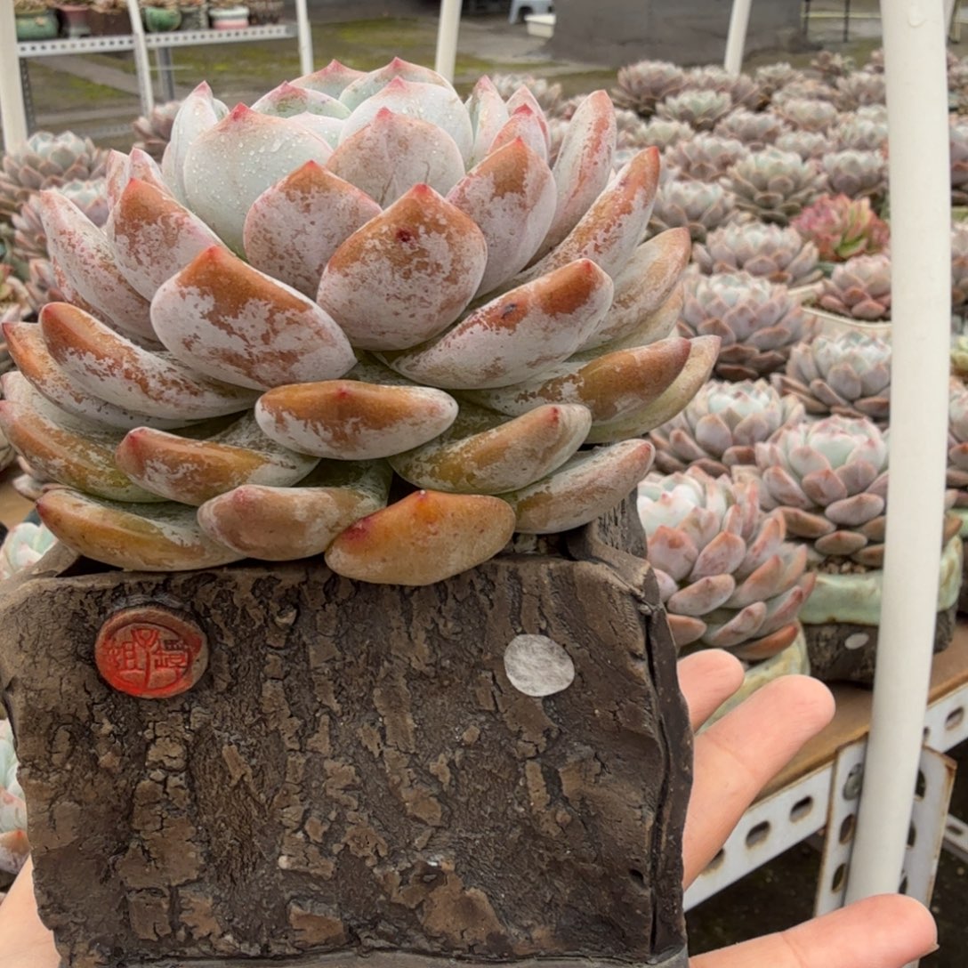 哥哥哥哥哈哈哈哈哈