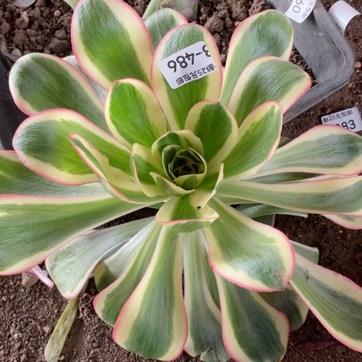 486艳资多肉1，12345678