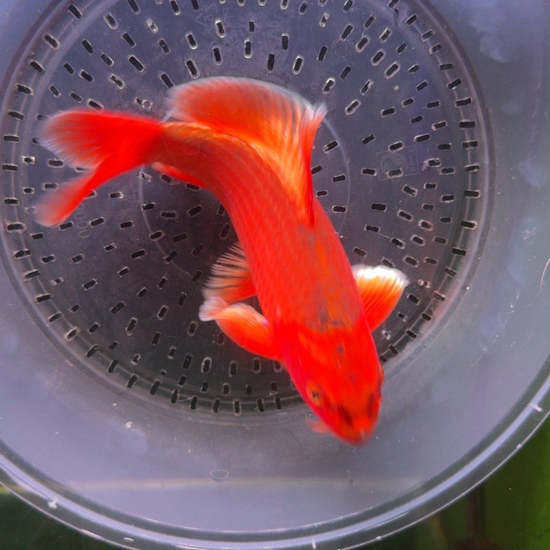 中国大陆红色蝴蝶鲤