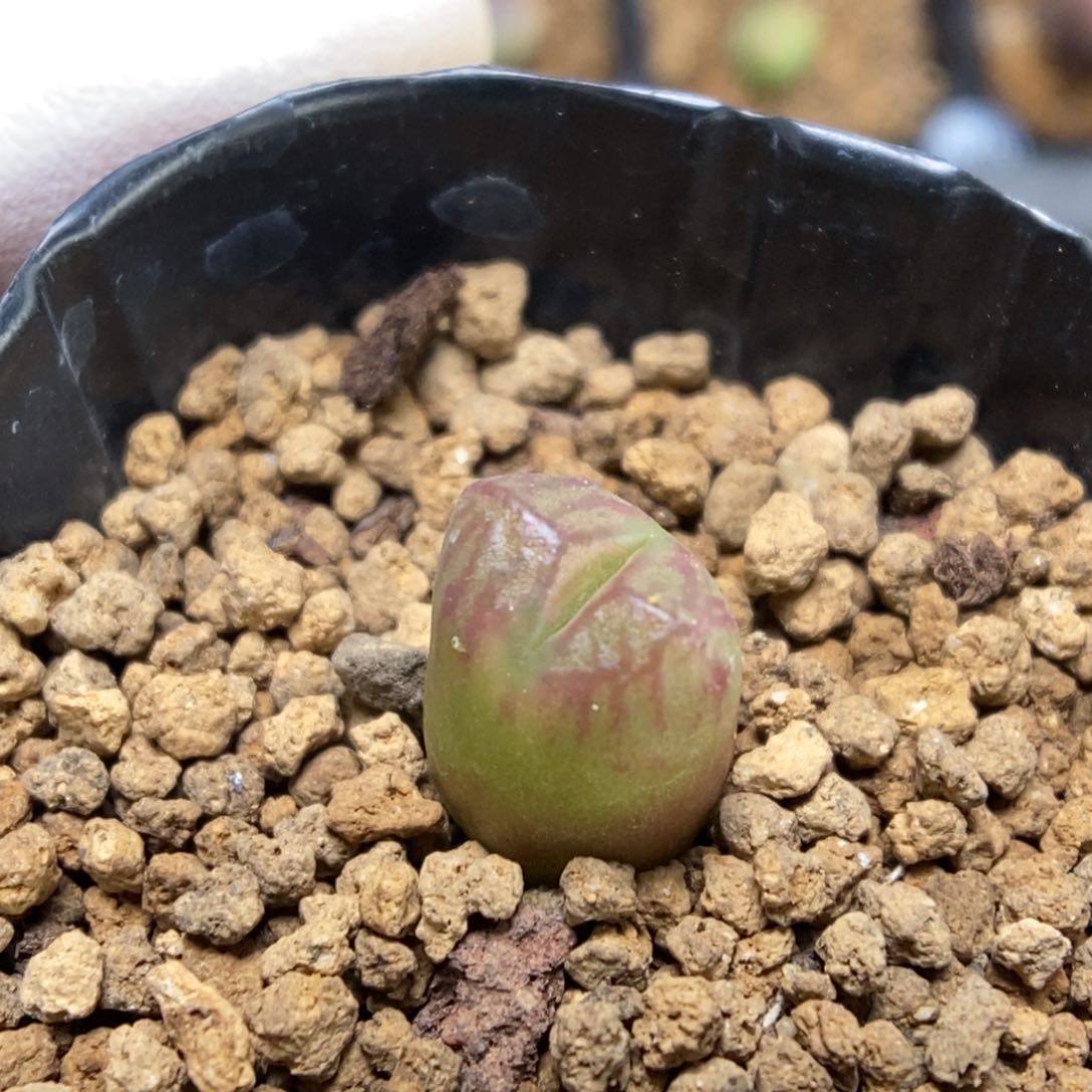 多肉植物肉锥杂交K-135 送奶杂