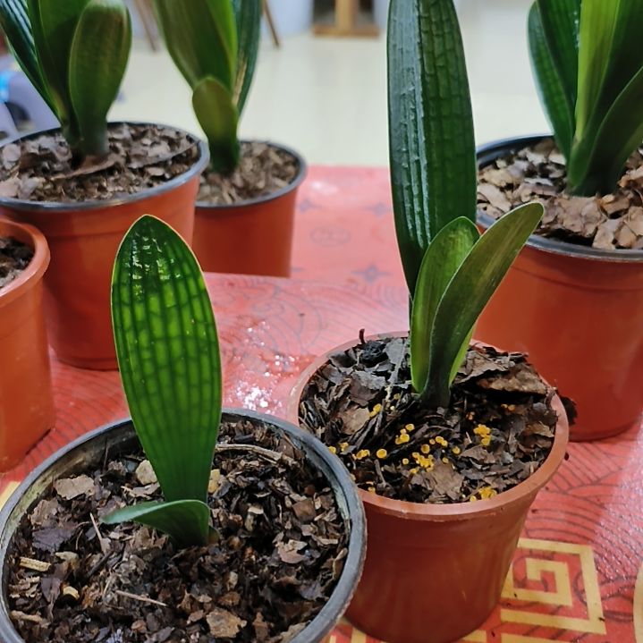 完全开放“鑫子兰苑”杜杜