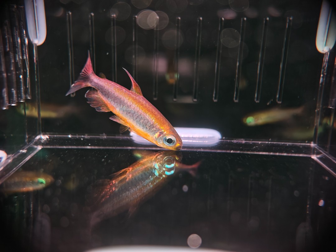 （珍宝级）橘艳麻瓜刚果灯鱼