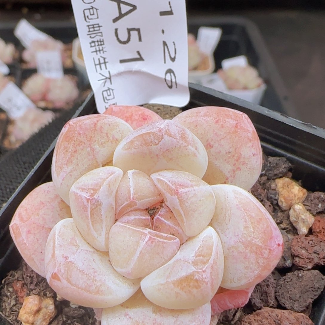 糖心冰玉一颗脱土发货