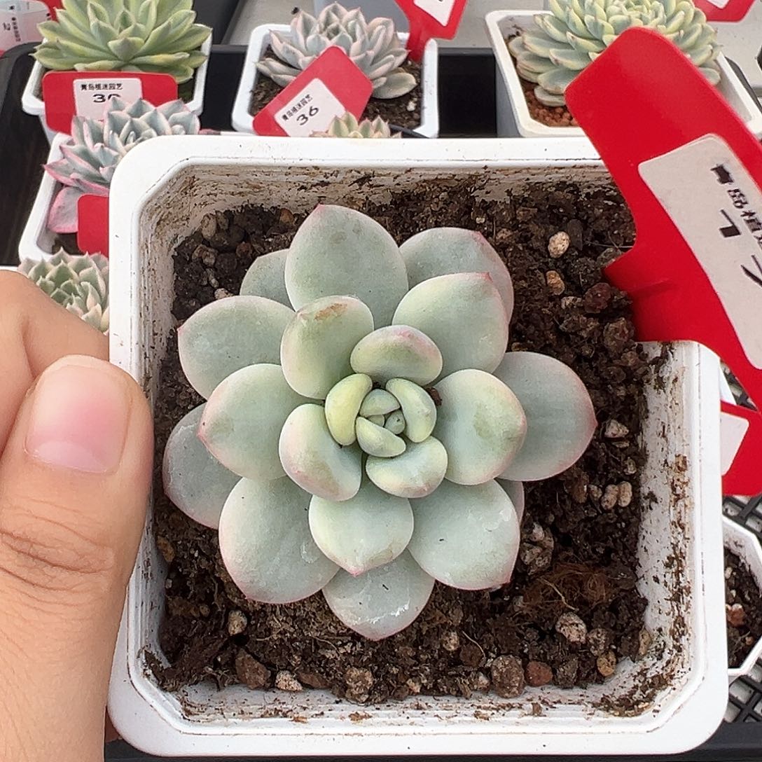 17号白马香水锦多肉植物