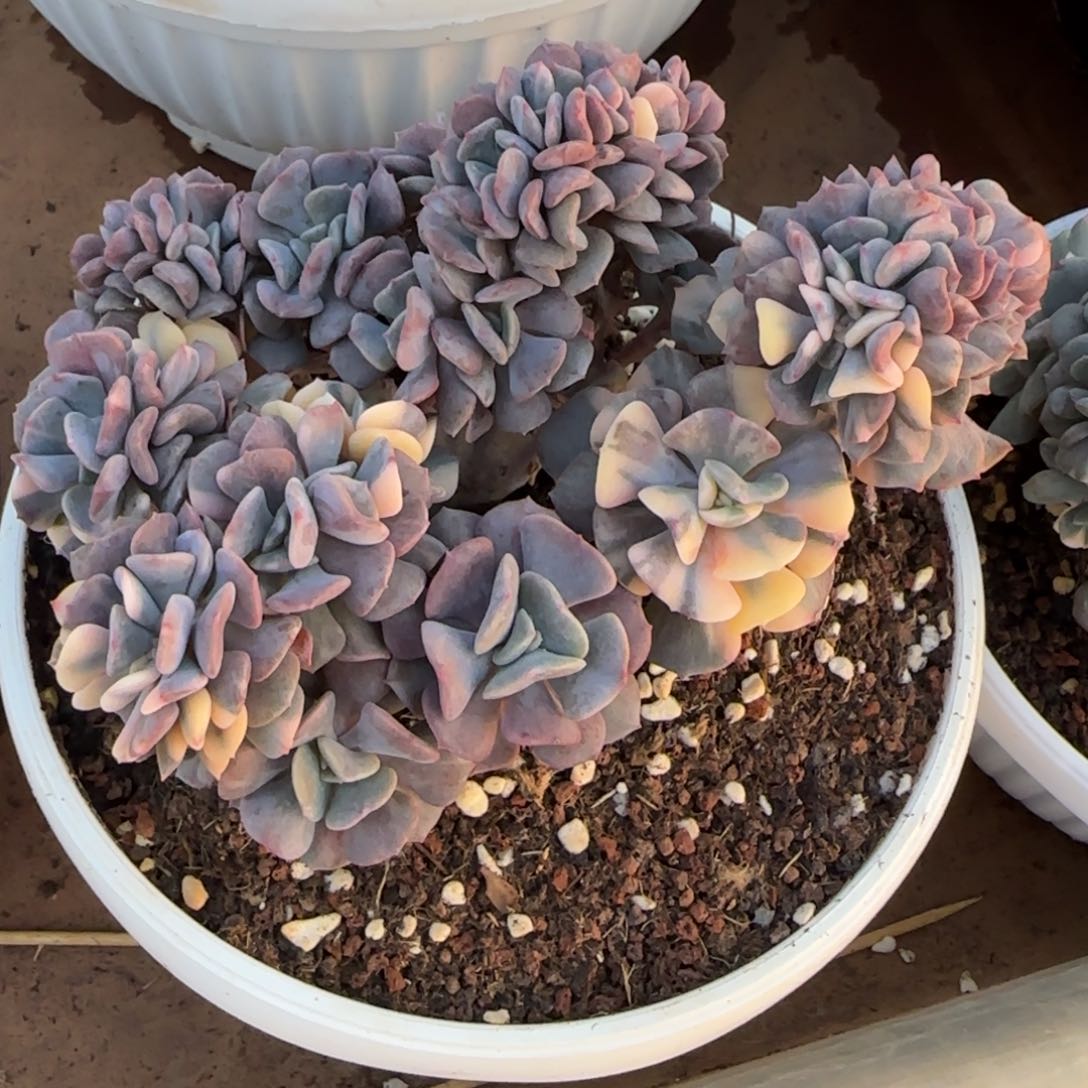 雪精灵锦缀多肉植物
