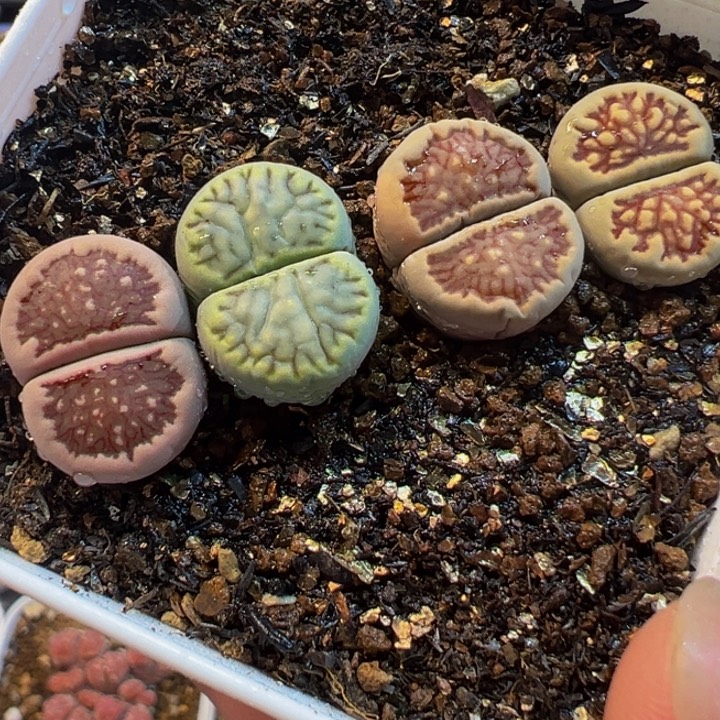 菊组合多肉植物带盆