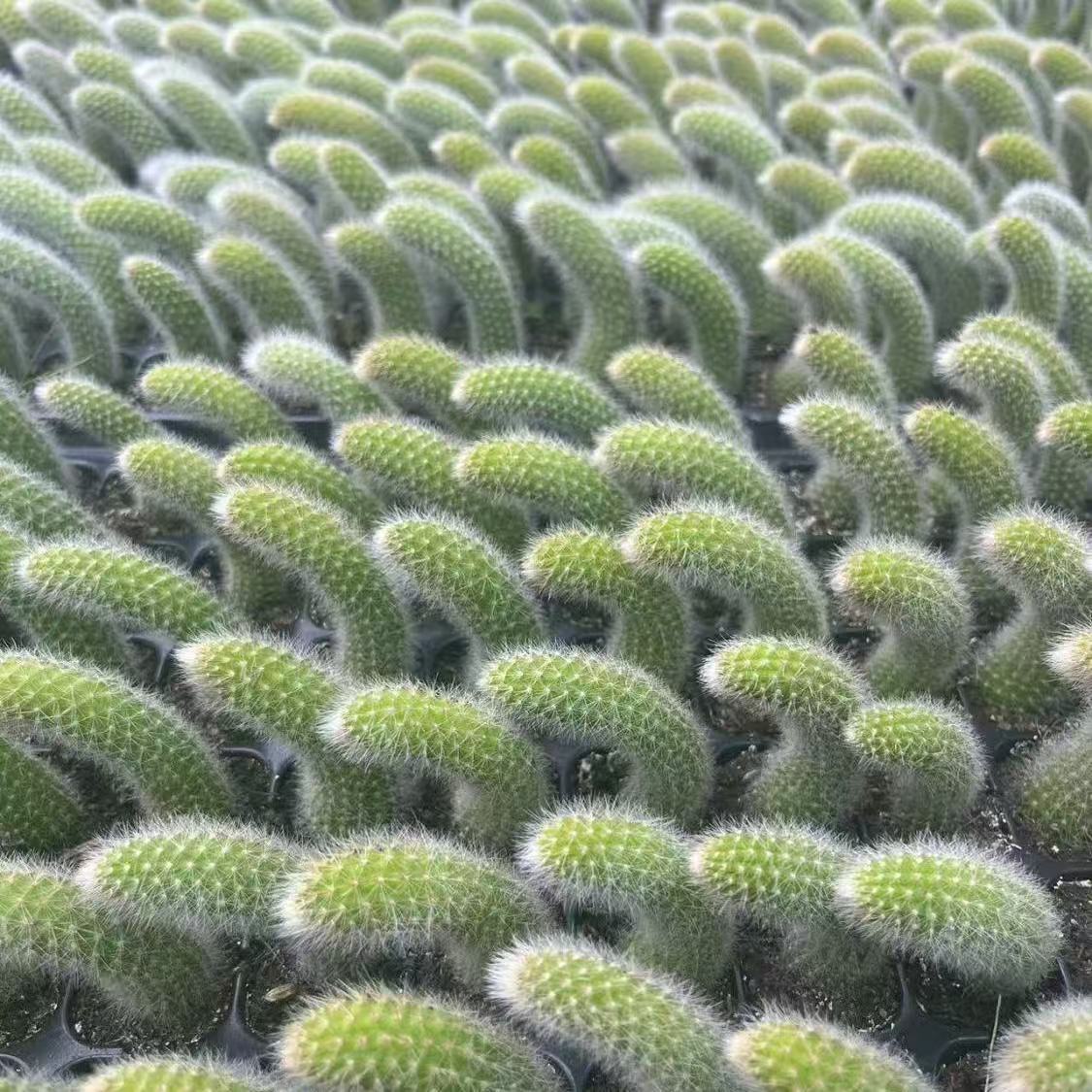 开花九尾狐多肉植物高档盆栽批发花长毛系列猴尾巴办公室内盆栽