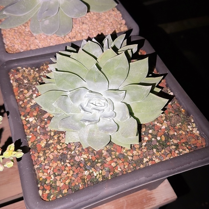 ？***仙女杯新品多肉植物