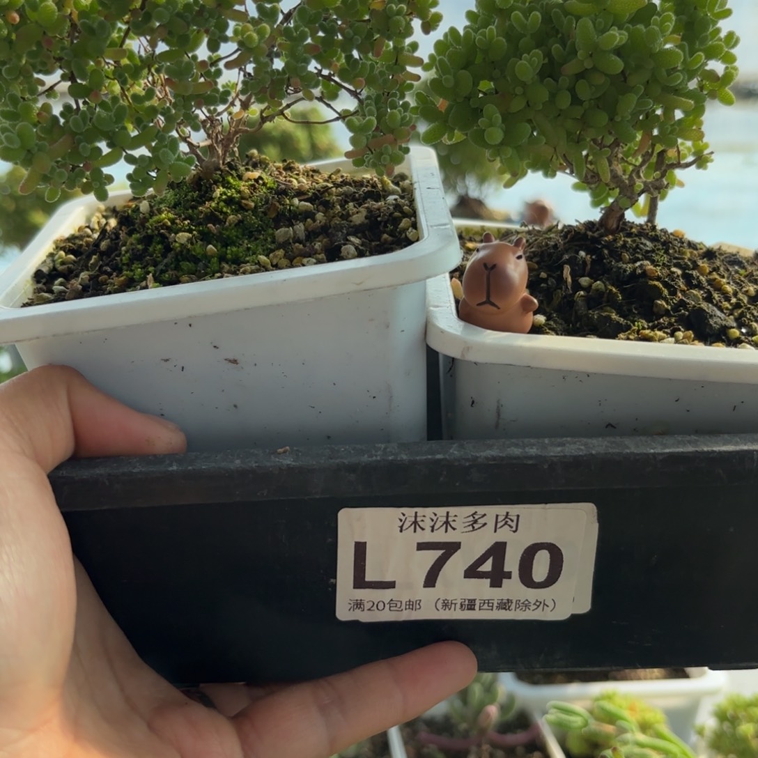 2***3740蜜橘糖啊组合哦
