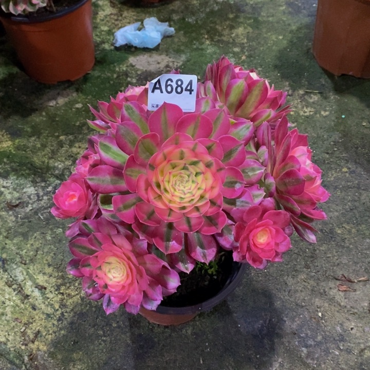 倾城多肉植物684