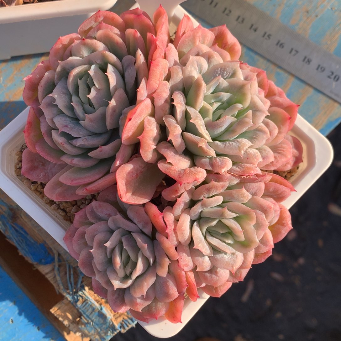 妍***泡泡纱裙都会让我