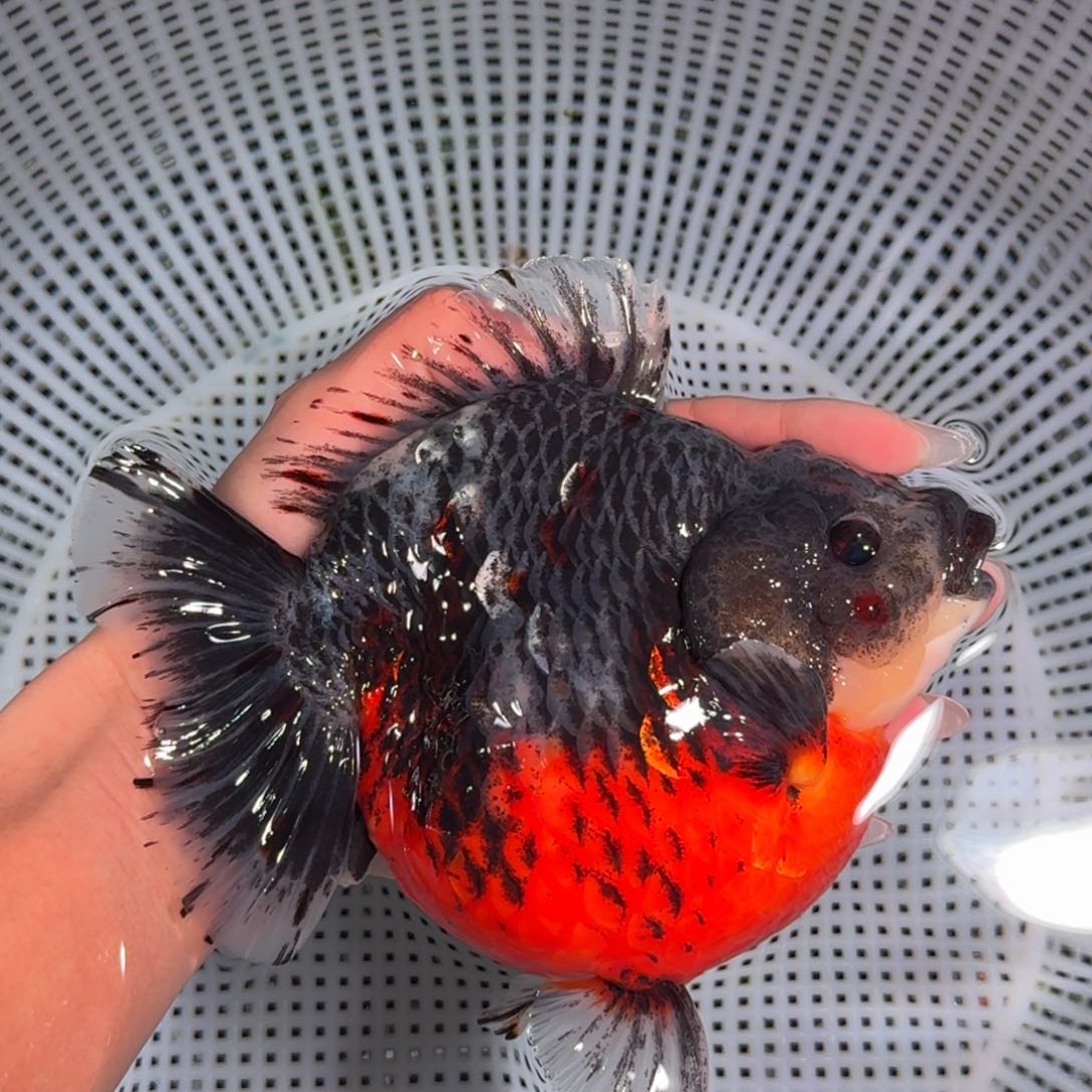 金鱼类不分公母15