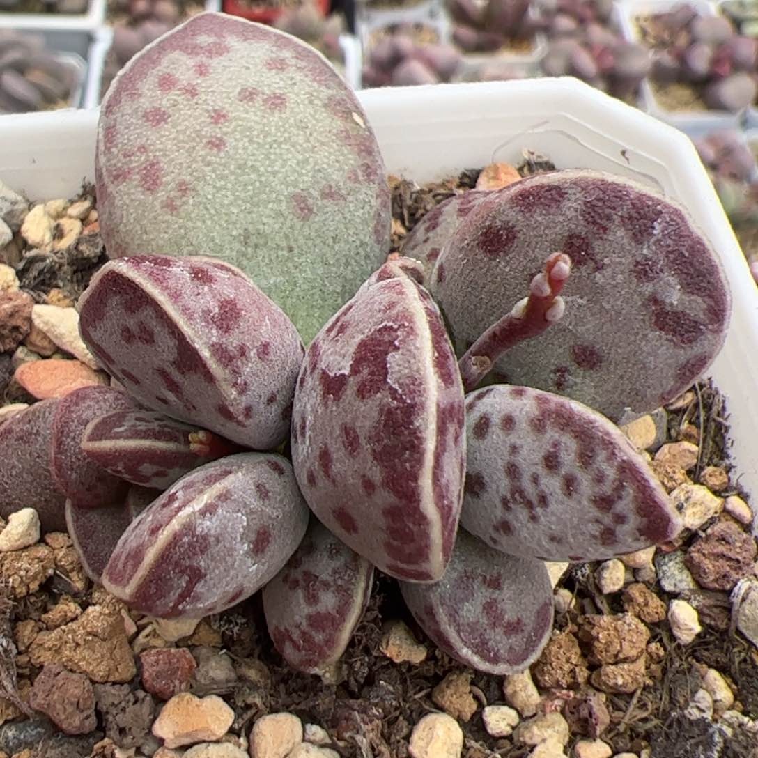 艾薇花蛋多头纯木质桩多肉