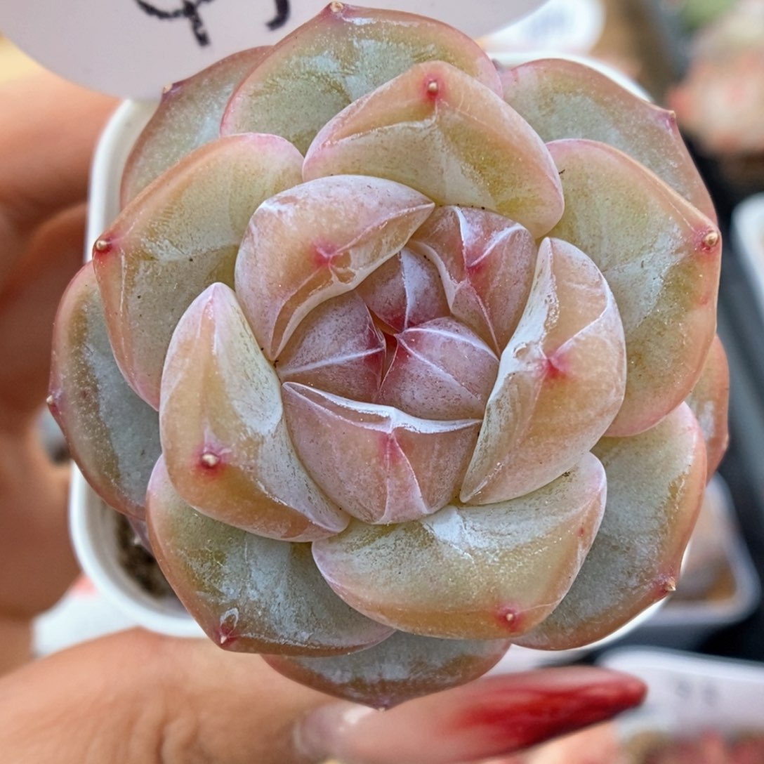 紫心星河可拍4987号