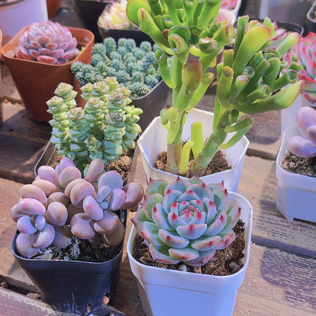 千多。桃蛋。吉娃娃。吸财树