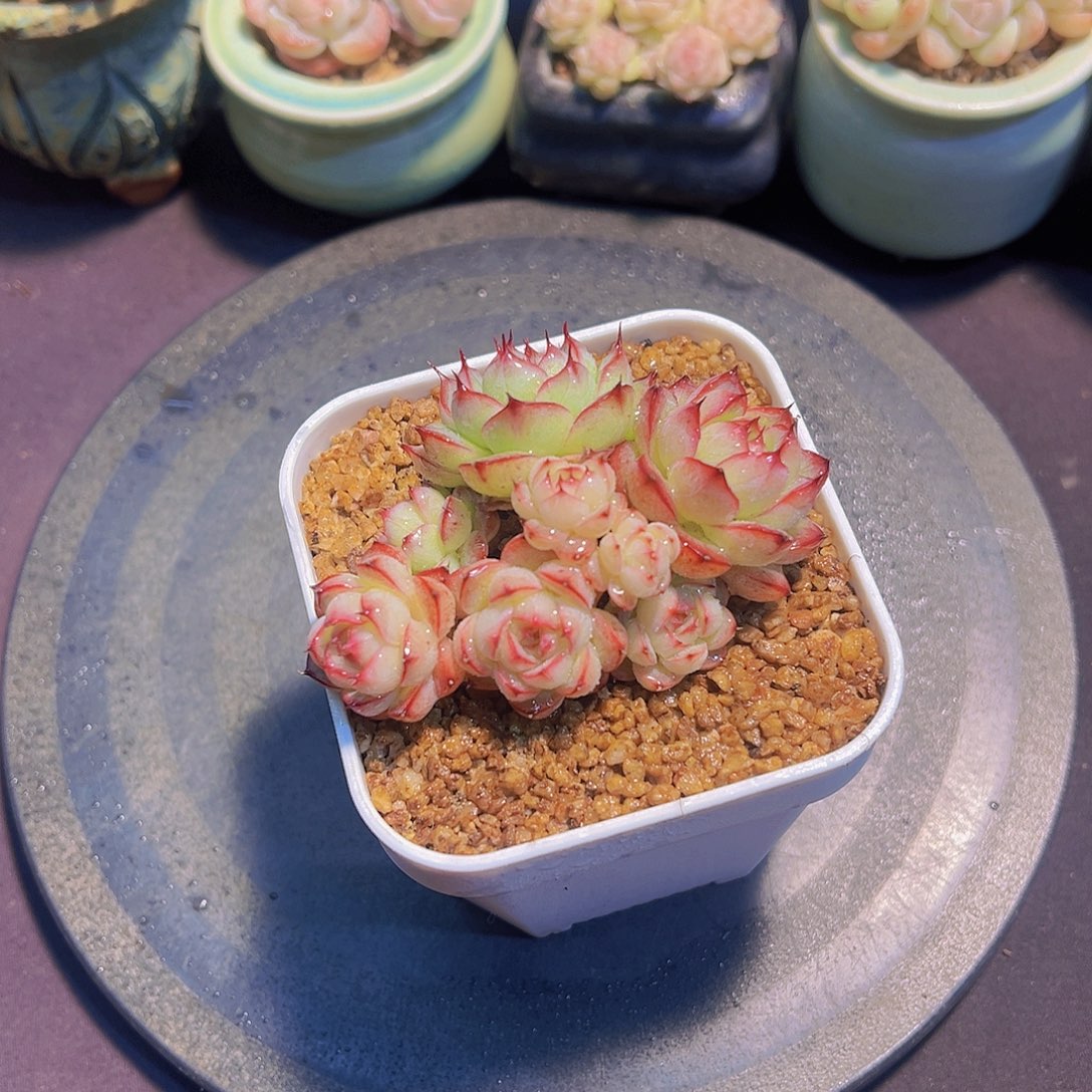 ?****?新品珍妮，多肉植物，