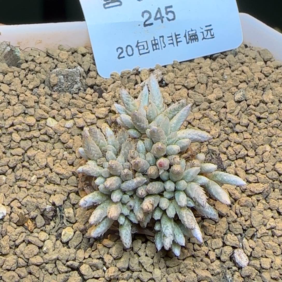 带盆土发货韧劲。   