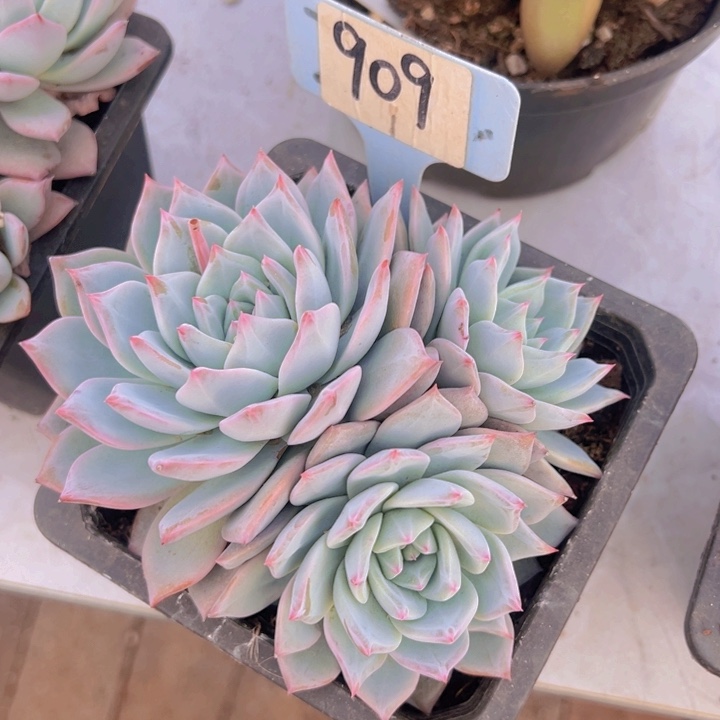 健健康康平平安安