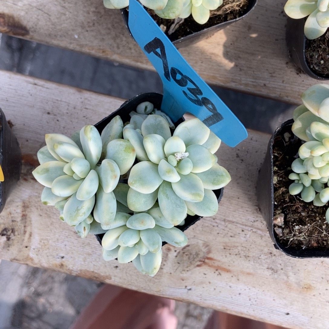小***量039劳尔锦多肉植物多肉