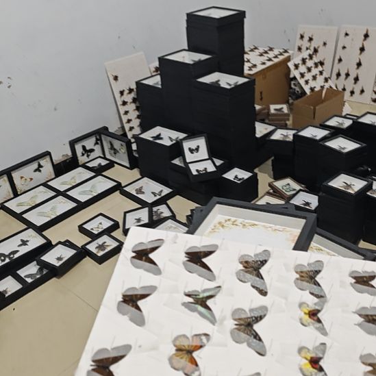 雪***晶天堂，蓝闪，海伦定制蝴蝶标本