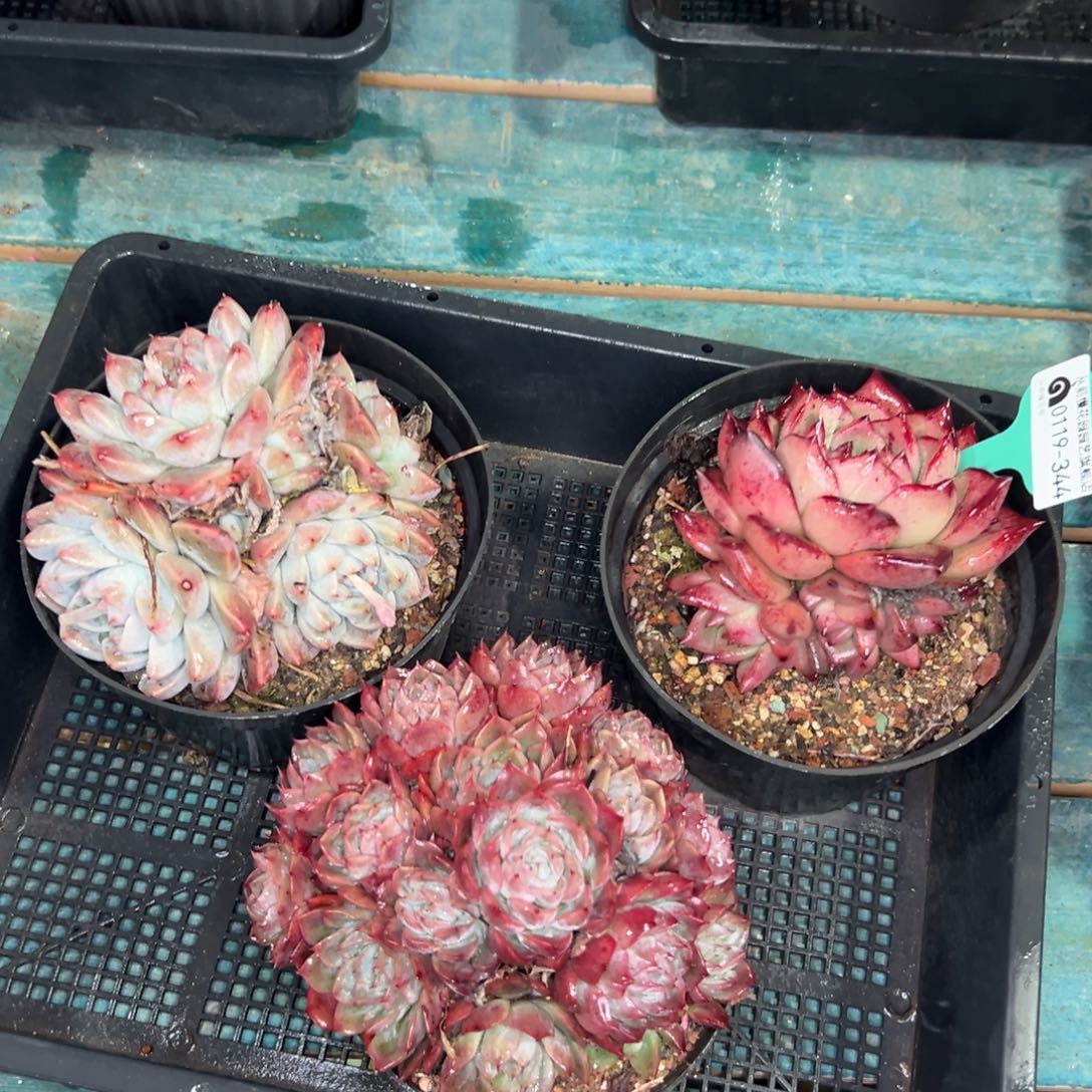 多肉一物一拍0119-344