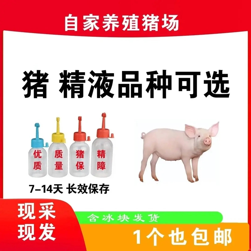 精品三元种公精液一件包邮包对版生态养殖批发输精管猪用耗材