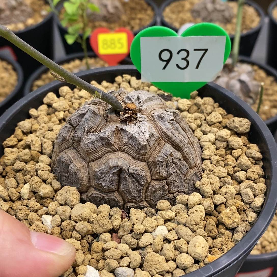 南非龟甲龙龟甲龙