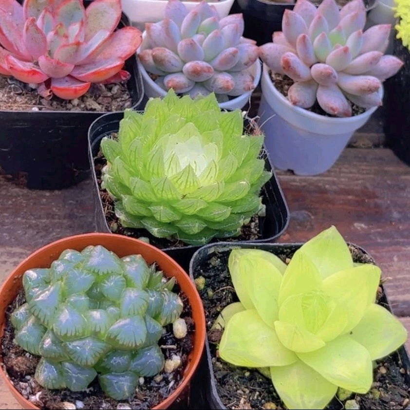 【满 9.9 包邮】宝莲灯   姬玉露  黄金玉露 盆6cm 直播间介绍为准