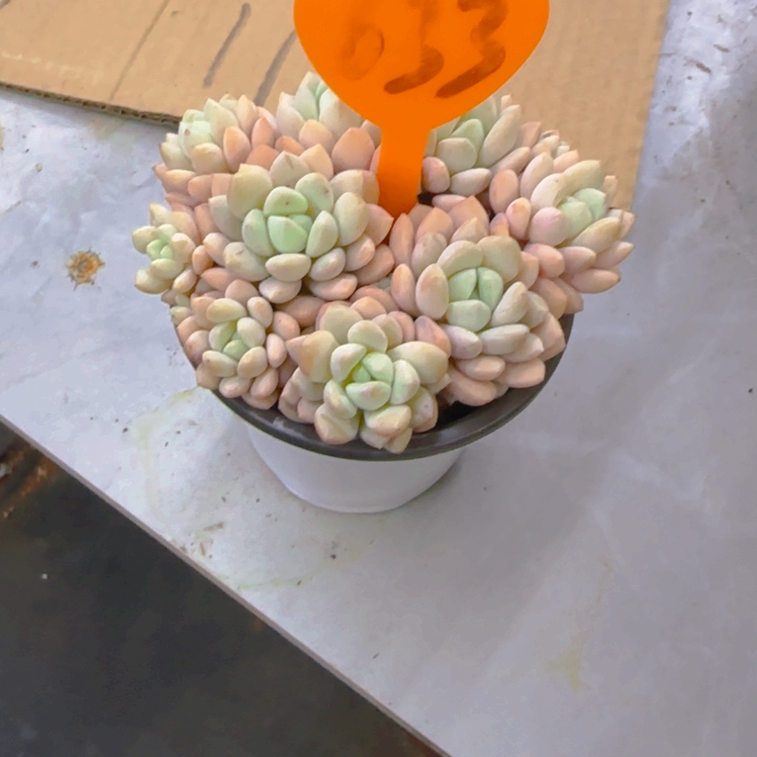 敏*…633多肉植物一物一拍