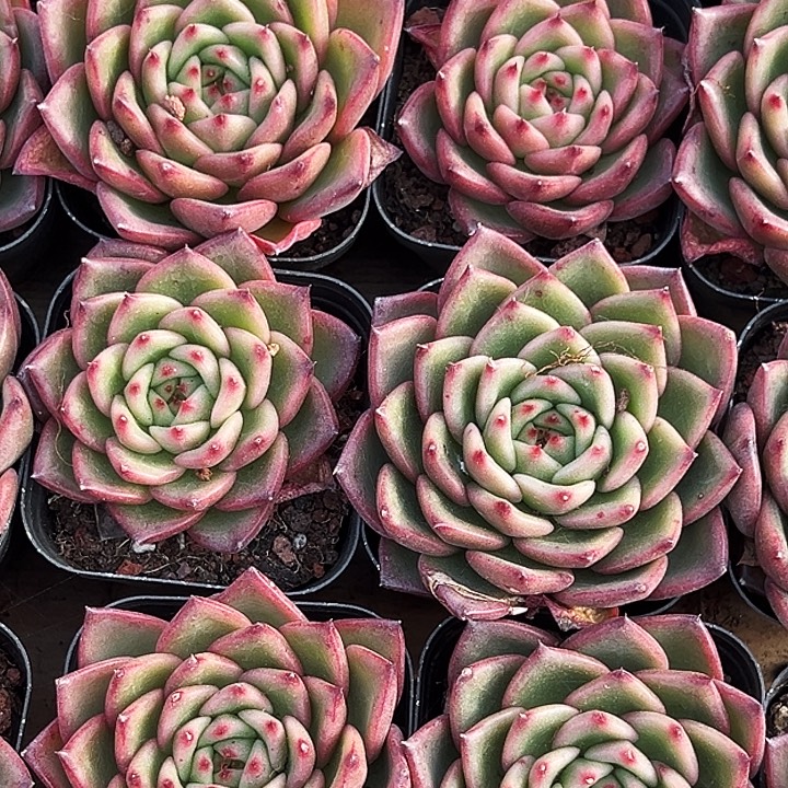 绿茵           福利多多