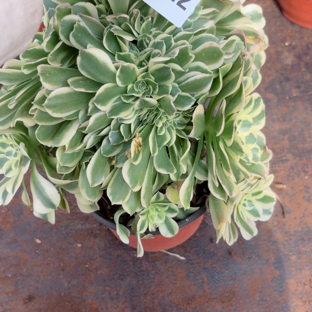 我7342 号多肉法师新年特价奶绿