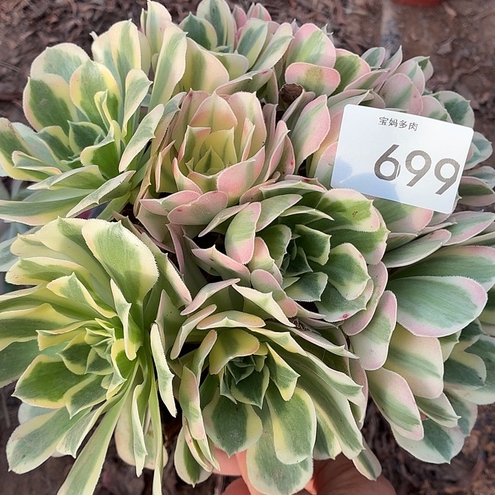 699号一物一拍1颗