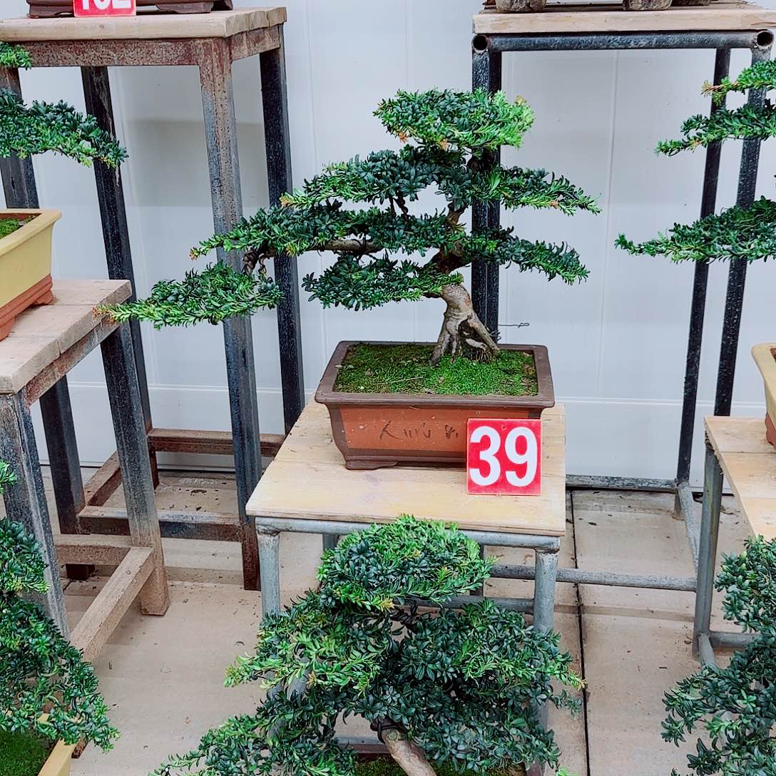 完全开放盆景园林盆景