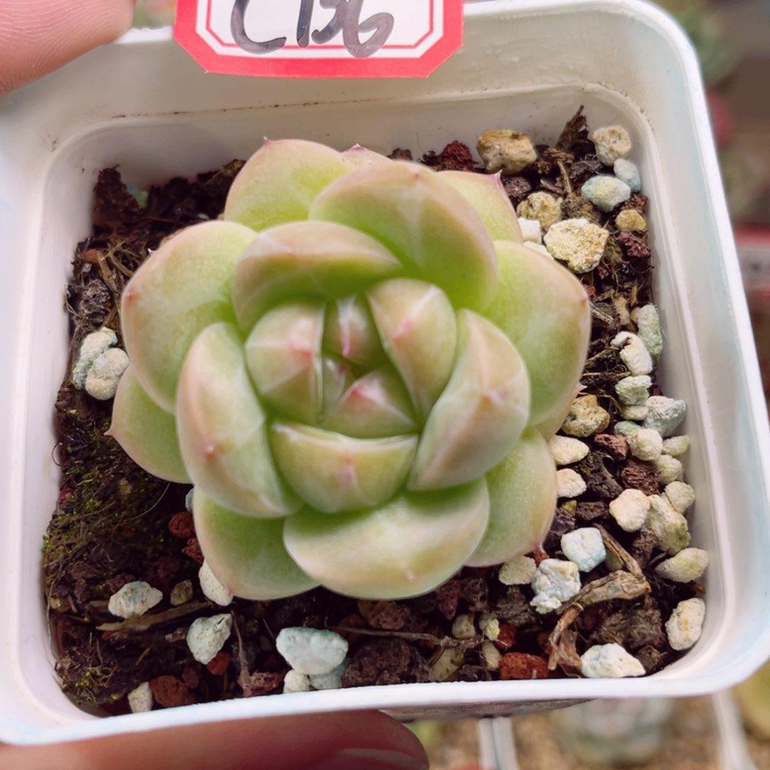 C136 一物一拍 珍妮放漏18包邮