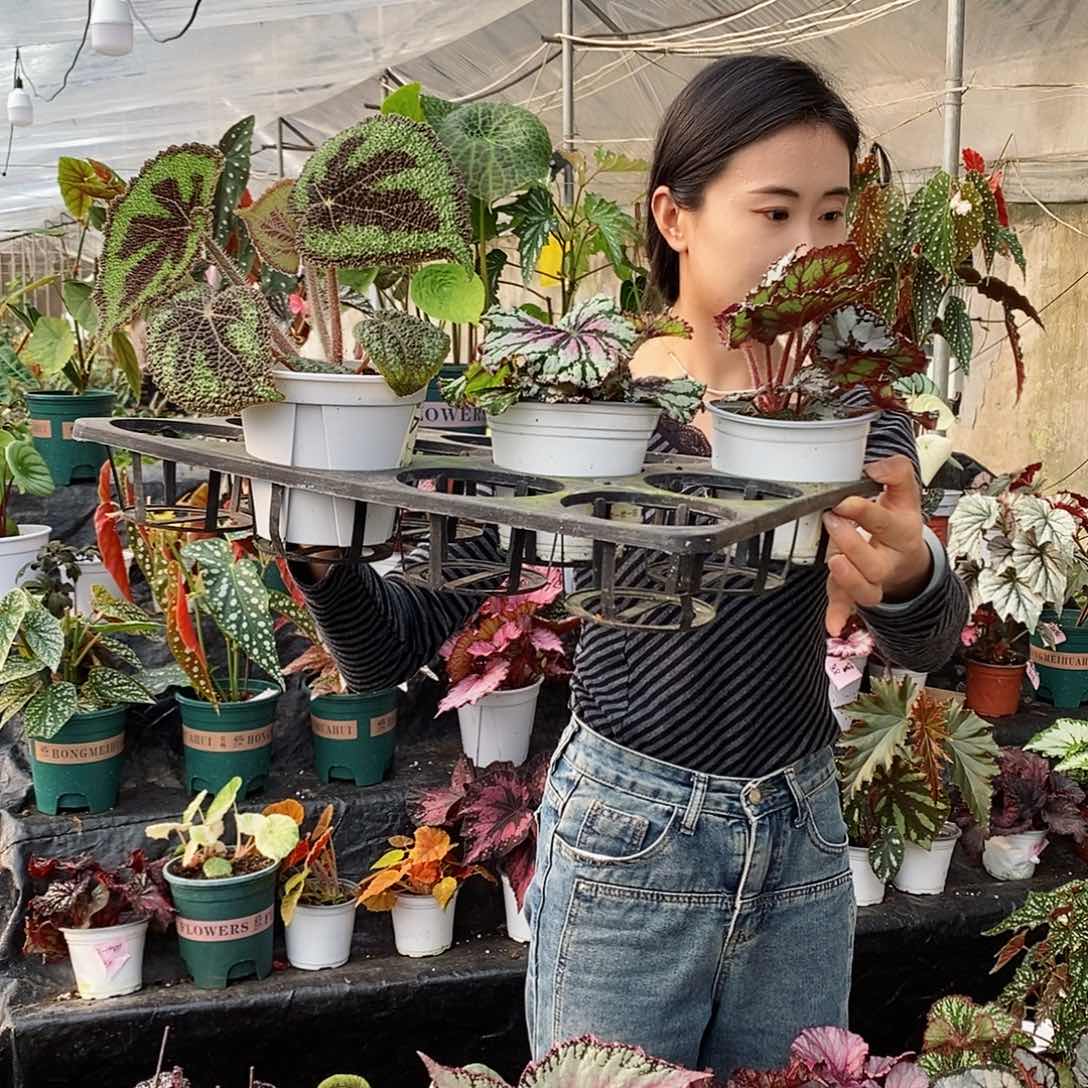 不开花植物悟*798.799.800