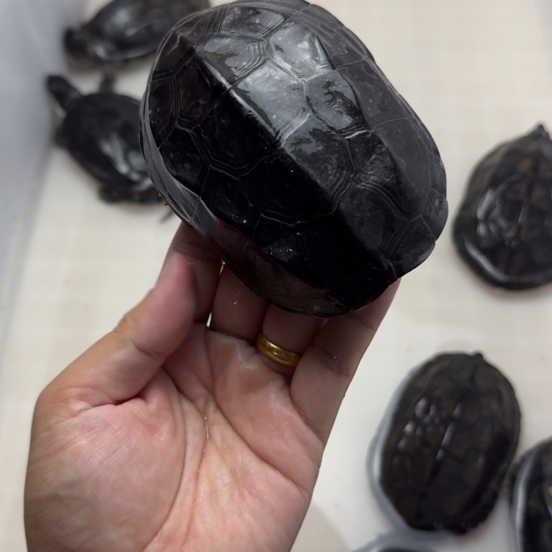 中华草龟公碳墨龟