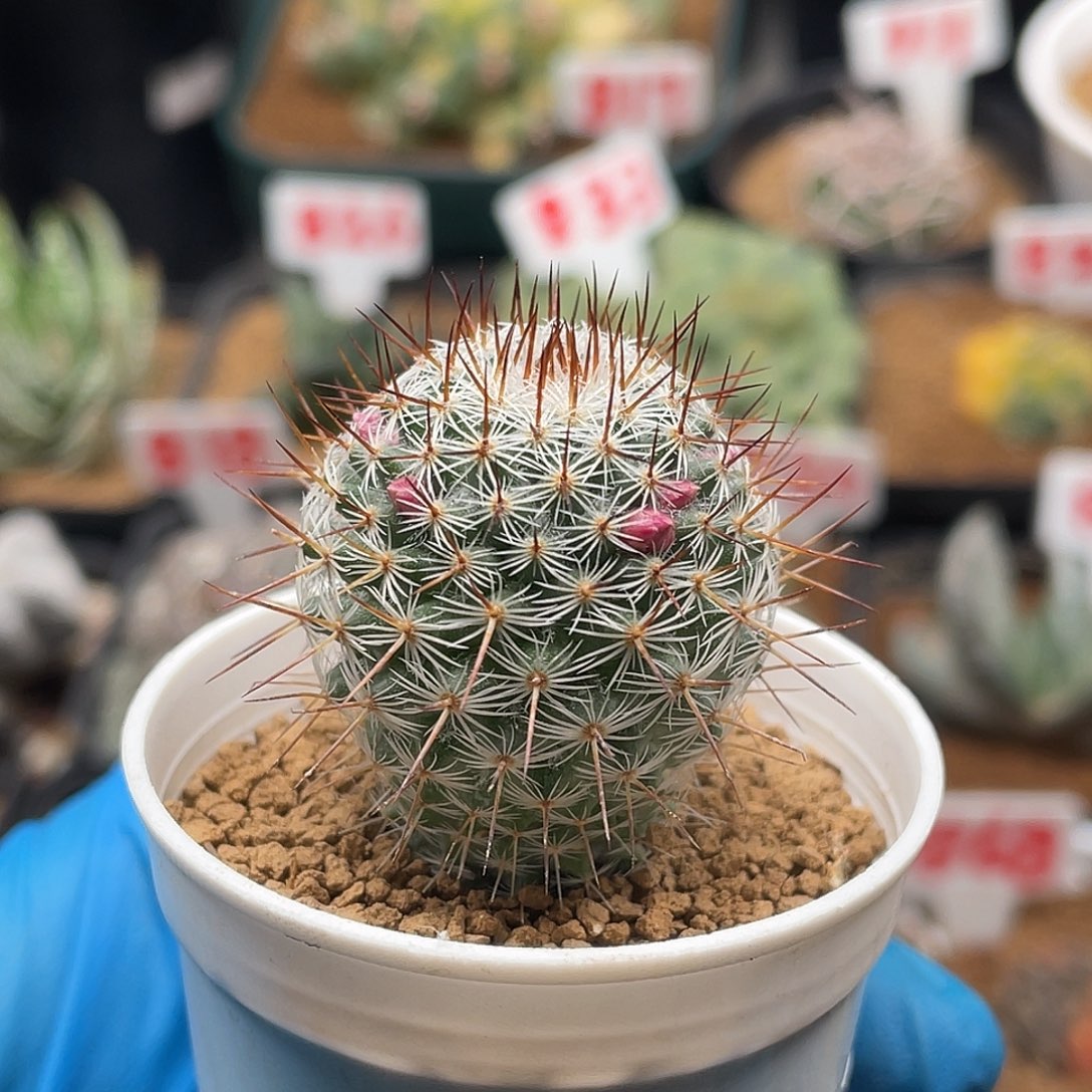 实生金刺白玉兔仙人球