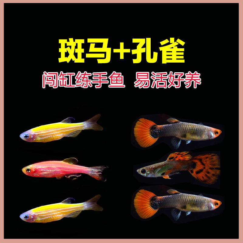 30条【斑马+孔雀】小型热带淡水观赏鱼斑马鱼杂袍孔雀鱼红尾灯科鱼