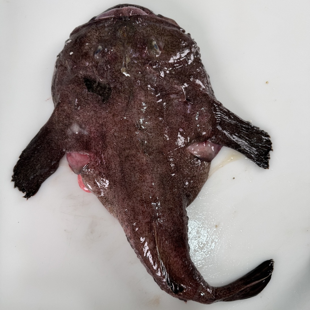 大连安康鱼冷冻发货中通包邮